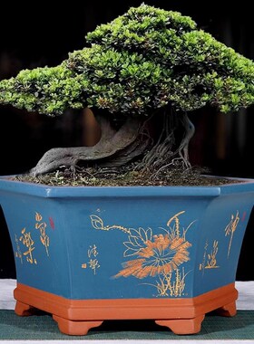宜兴紫砂花盆六角花盆特大号盆景盆老桩榕树盆阳台室内盆种植花盆