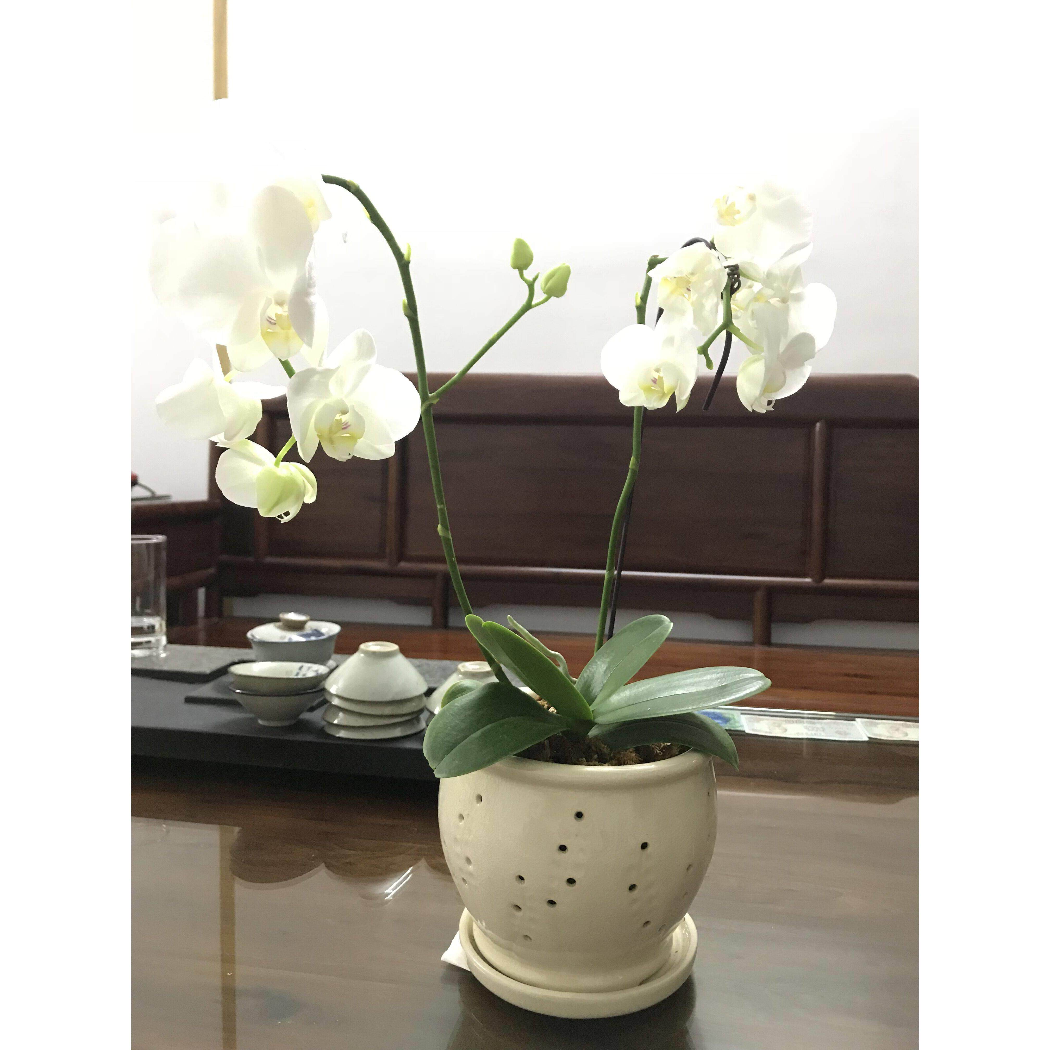 2件或更多大型蝴蝶兰花盆石斛兰花盆多孔透气的镂空花盆办公桌花