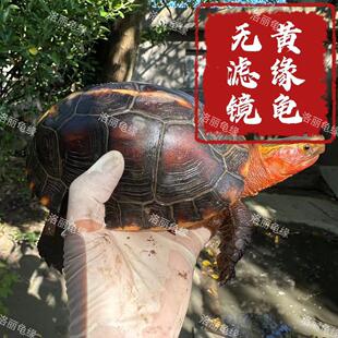 黄缘龟幼龟皖南安缘龟小乌龟人工活体闭壳龟观赏宠物龟