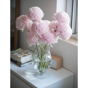 牡丹菊鲜花超浅粉色牡丹菊鲜切花花瓶插花真花餐桌面插花超长待机