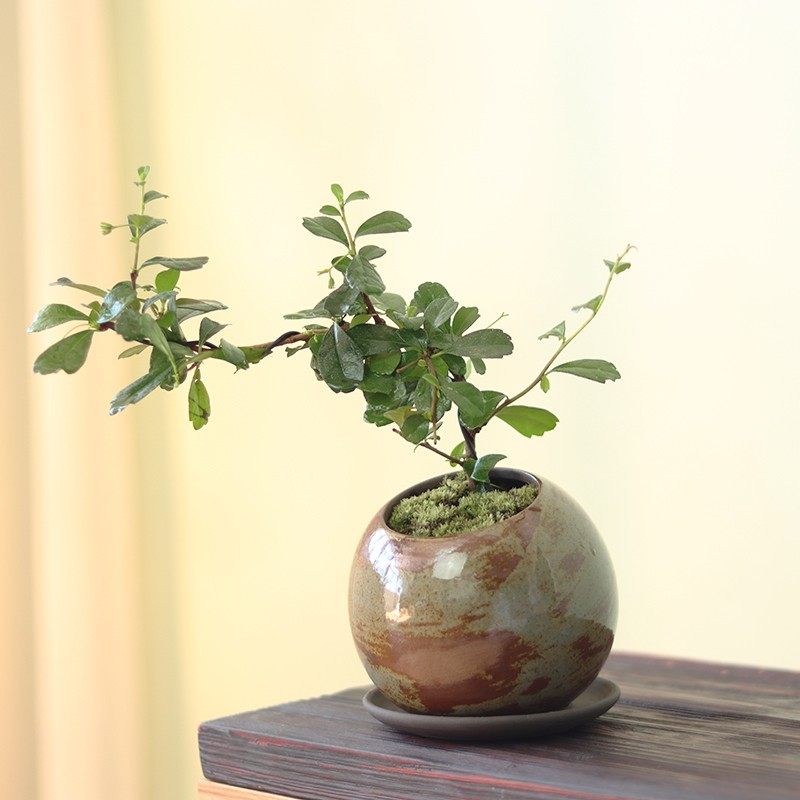 新中式绿植花器花盆禅意家居柜台装饰软装创意玄关酒柜灯圈摆件,家居饰品,花盆,淘宝优惠券,粉丝福利购,淘宝优惠卷