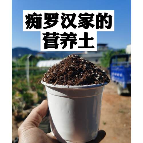 罗汉松 栀子花营养土 进口缓释肥 矾肥水（痴罗汉出品）
