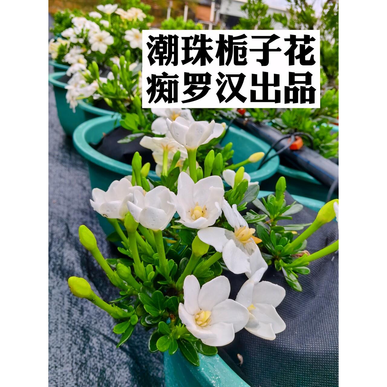 潮珠栀子花 国产新品种栀子花盆景盆栽素材(痴罗汉出品)