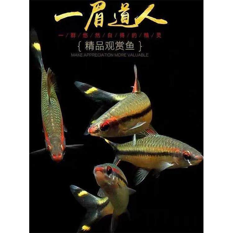 野一眉道人鱼红眉灯科鱼小型淡水草缸群游好养易活热带观赏鱼活体