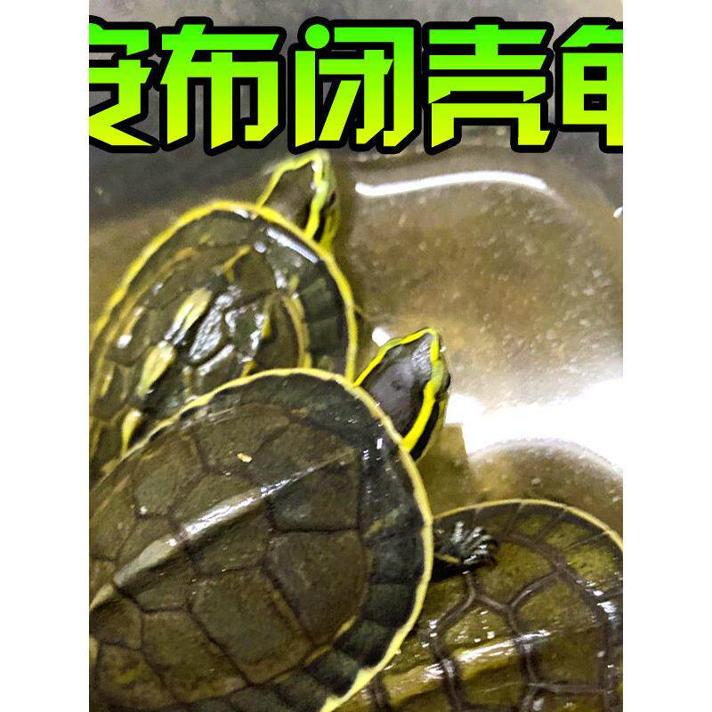 安布闭壳龟线安布龟黄缘闭壳龟安布苗安缘龟纯种宠物龟亚巨半水龟
