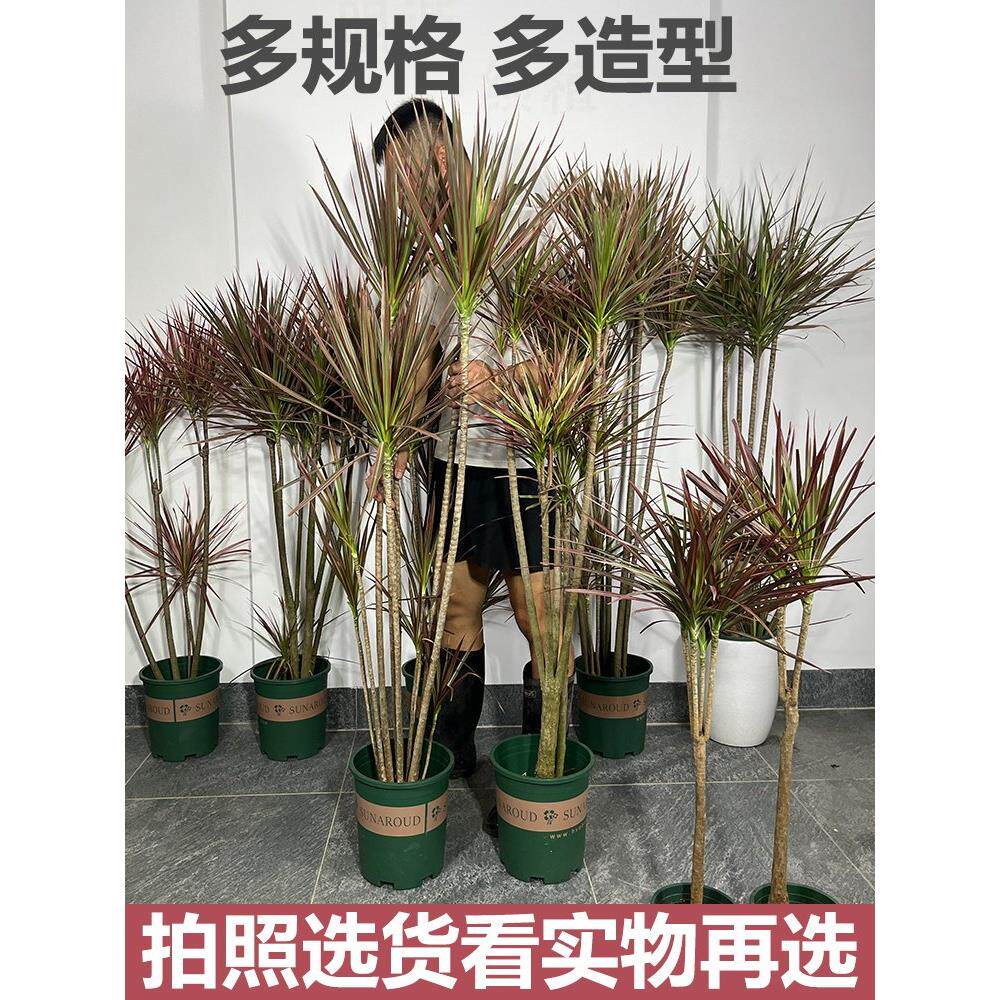 千年木盆栽龙血树北欧轻奢客厅室内大型绿植物吸甲醛老桩净化空气
