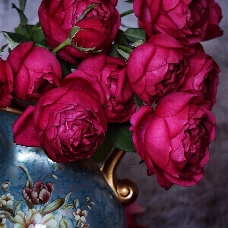 秋日胭脂月季花苗四季可盆栽玫瑰开花特大花藤本花树蔷薇爬藤小苗,鲜花速递/花卉仿真/绿植园艺,月季/蔷薇/玫瑰,淘宝优惠券,粉丝福利购,淘宝优惠卷