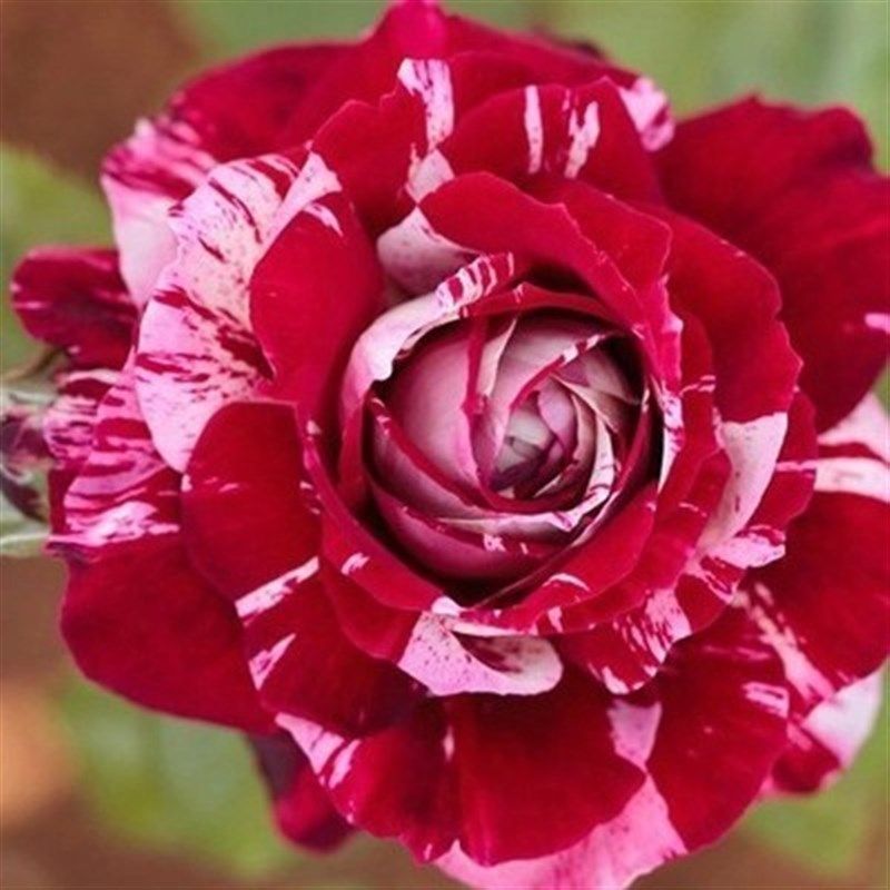 节日礼花 欧月藤本月季花苗 大花条纹玫瑰苗庭院阳台爬藤月季花苗,鲜花速递/花卉仿真/绿植园艺,月季/蔷薇/玫瑰,淘宝优惠券,粉丝福利购,淘宝优惠卷