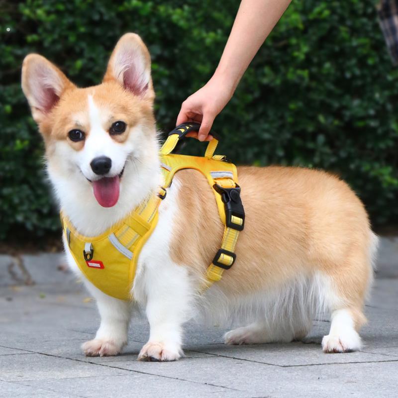 狗狗的牵引绳项圈柯基专用胸背带小型犬宠物背心式狗绳夏季狗背带