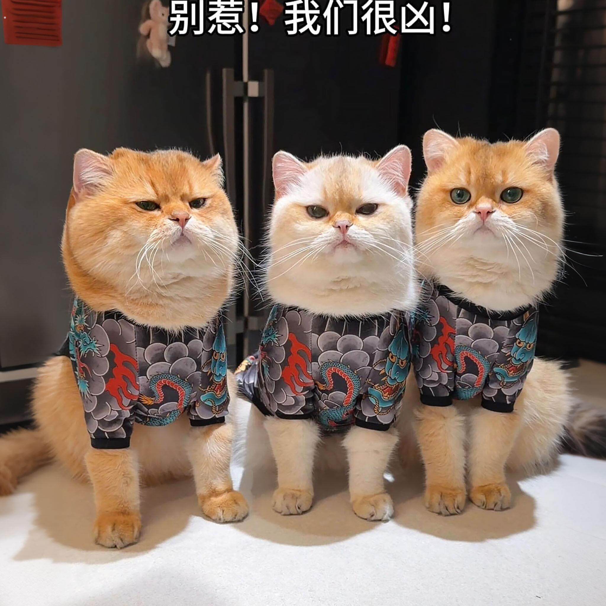 小猫咪衣服宠物装扮纹身衣无毛猫长毛猫四脚衣创意搞笑防掉毛服饰