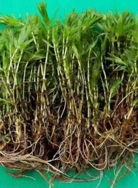 轮叶黑藻芽孢灯笼泡节节草籽小龙虾螃蟹养殖高温水草净化水质