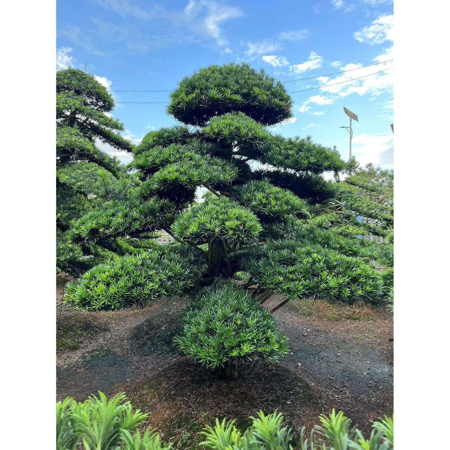 罗汉松造型盆景地景别墅庭院花园造型美观造景树