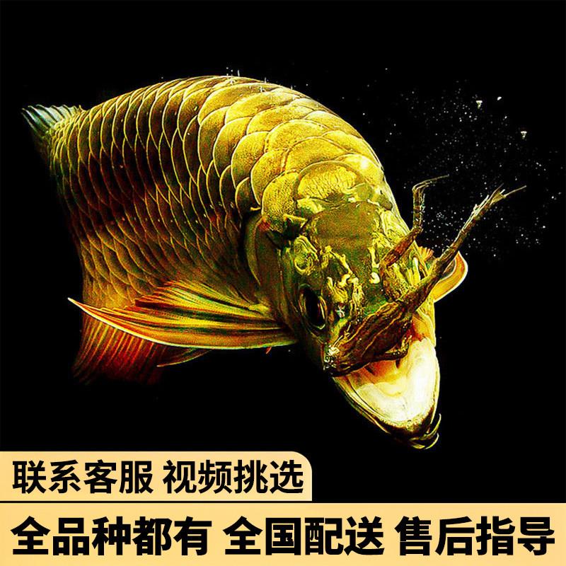 金龙鱼红龙鱼苗活体黄化银龙活鱼幼苗大型龙鱼幼鱼观赏鱼印尼小鱼