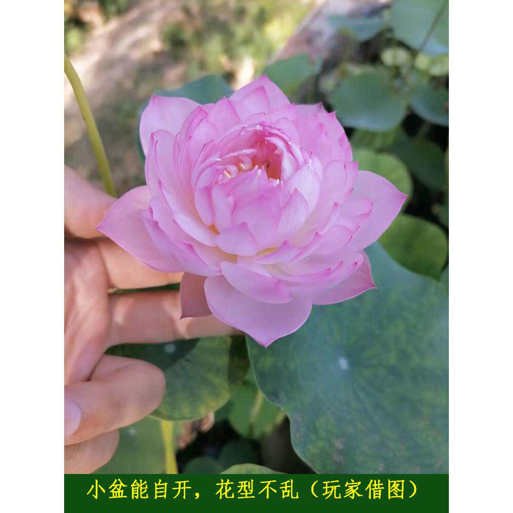 【微商隐】碗莲乌托邦-中小型 盆栽池栽庭院水生花卉观赏荷花种藕