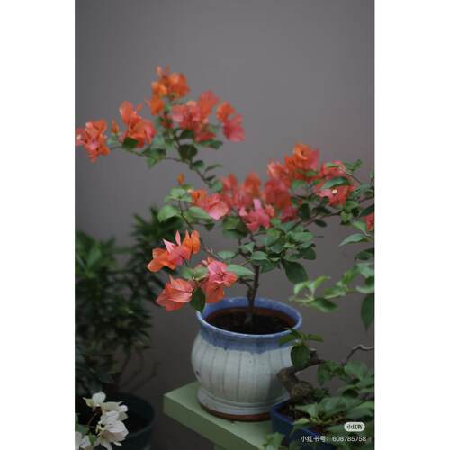 绿叶橙三角梅勤花易活原盆原土顺丰包邮