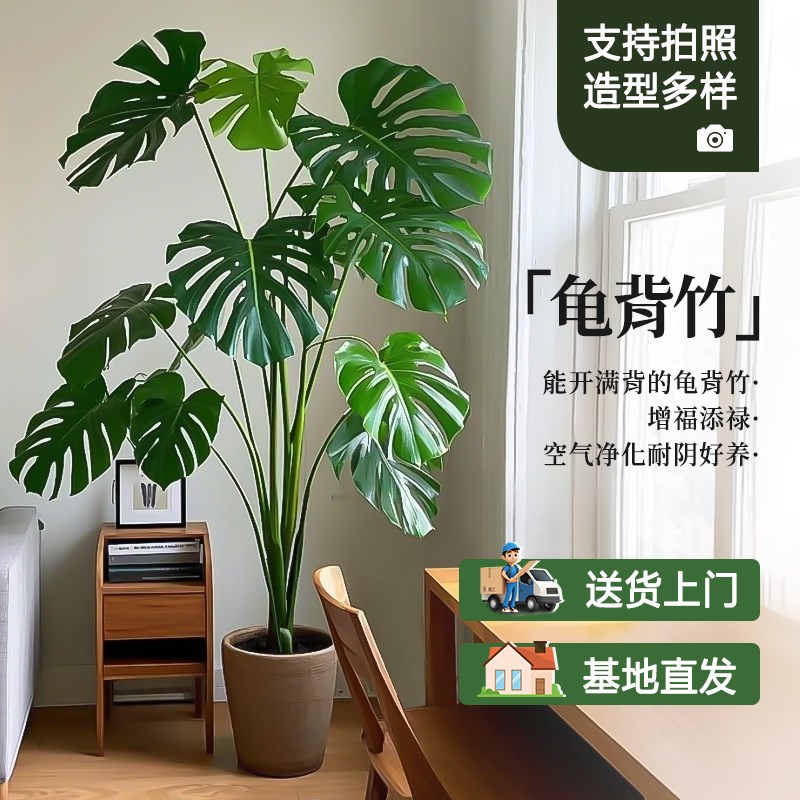 龟背竹客厅大型盆栽老桩绿植物大叶仙洞土培办公室内落地好养四季图片