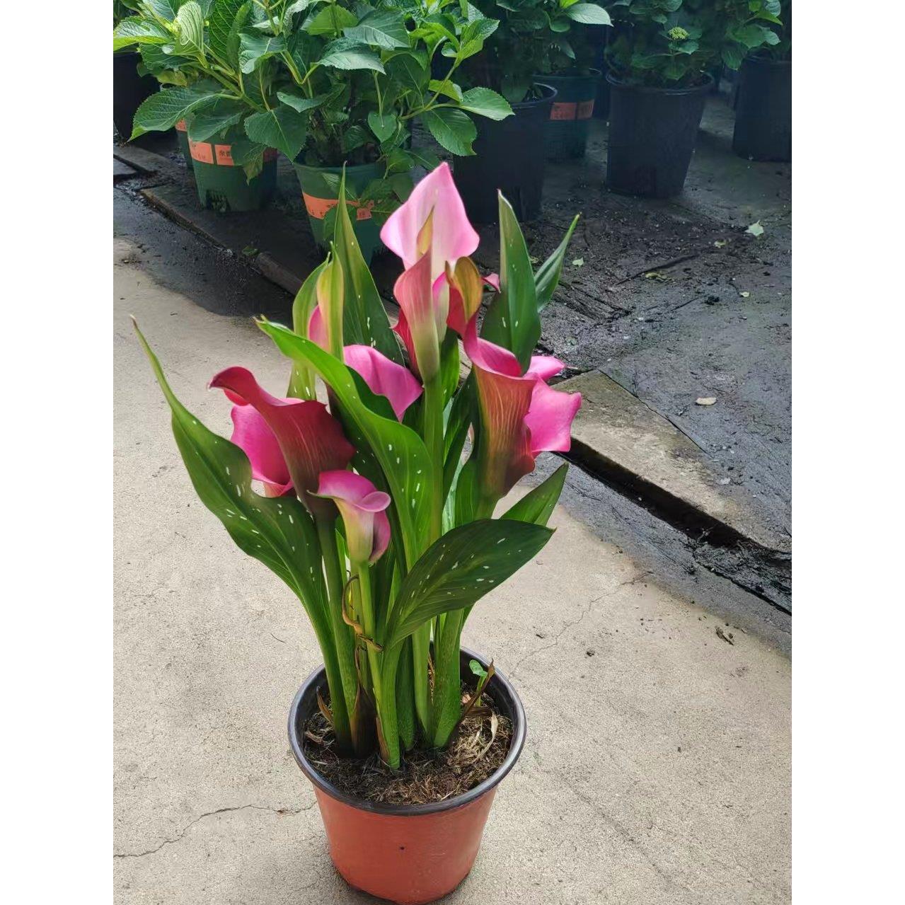 进口彩色马蹄莲种球盆栽四季好养室内阳台庭院花卉带花多年生植物