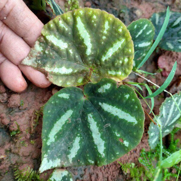 北越秋海棠 水陆缸雨林缸微景观植物秋海棠绿植 北越秋海棠一株