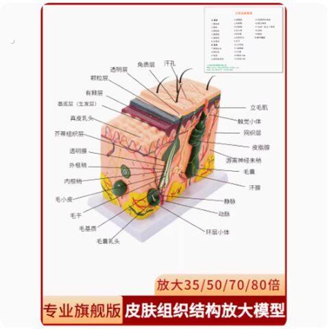 面部皮肤结构模型皮肤层次模型仿真人体皮肤放大解剖模型医学教学