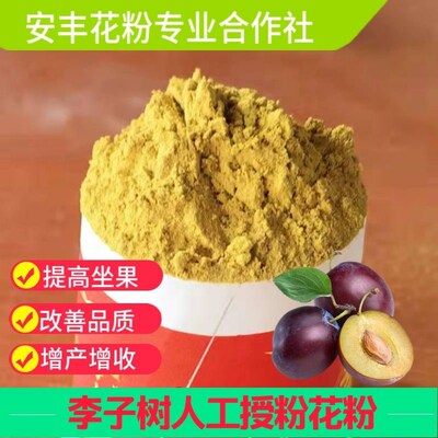 李子树人工授粉纯花粉五月脆小李花粉奈李恐龙蛋李子粉精粉