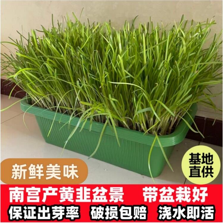 南宫黄韭盆景水培韭菜盆栽无公害蔬菜室内阳台有机黄芽盆栽礼品
