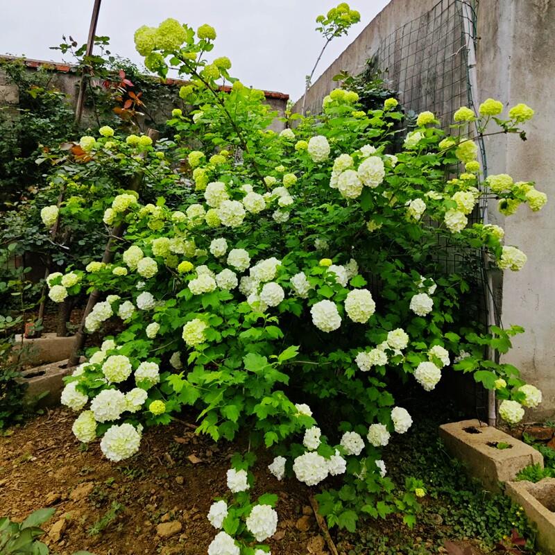 欧洲木绣球玫瑰美植袋花苗耐热庭院观花八仙花绣球花