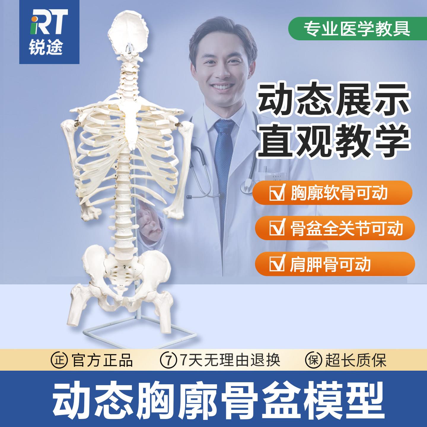 动态胸廓骨骼模型可活动脊柱骨盆教学模具人体半身骨架关节可动