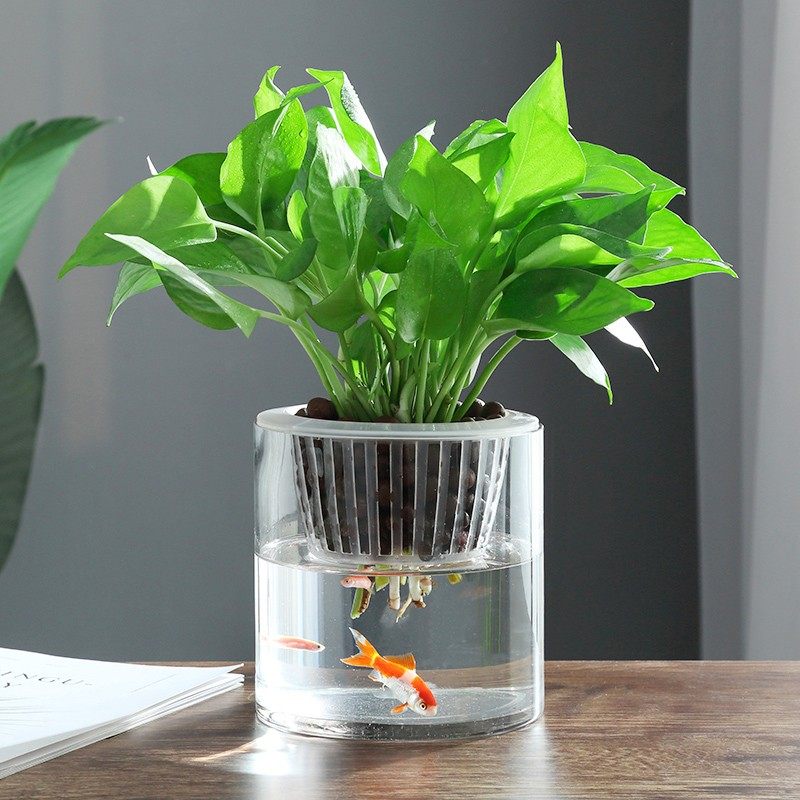 简约水培植物玻璃瓶透明直筒圆柱形花瓶绿萝白掌水养玻璃容器鱼缸,鲜花速递/花卉仿真/绿植园艺,花瓶,淘宝优惠券,粉丝福利购,淘宝优惠卷