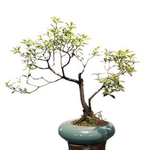 海岛春花盆景带盆发货绿植阳台客厅室内好养活寓意好送礼佳品盆栽