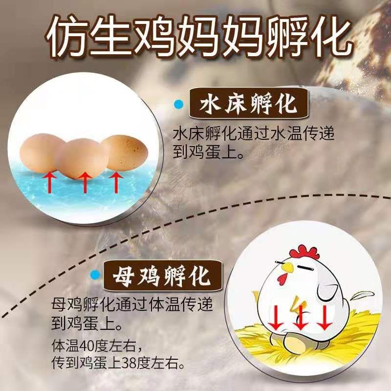 孵化器小型家用水床孵化机全自动智能迷你小鸡鸭鹅鹌鹑鸟蛋孵化箱,五金/工具,电热工具,淘宝优惠券,粉丝福利购,淘宝优惠卷