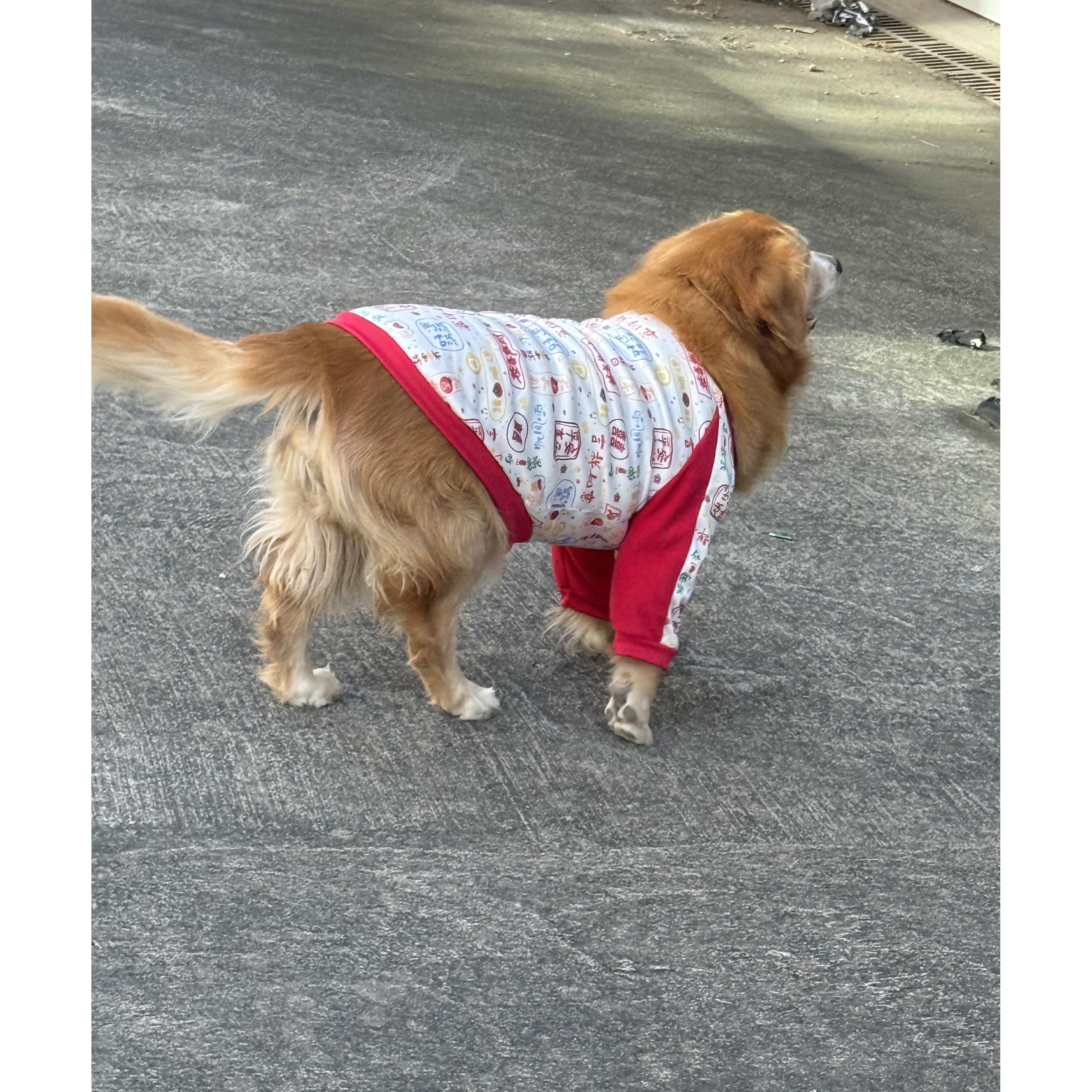 现货宠物喜庆加厚护肘服可爱高颜值大型犬小型犬宠物衣服秋冬款