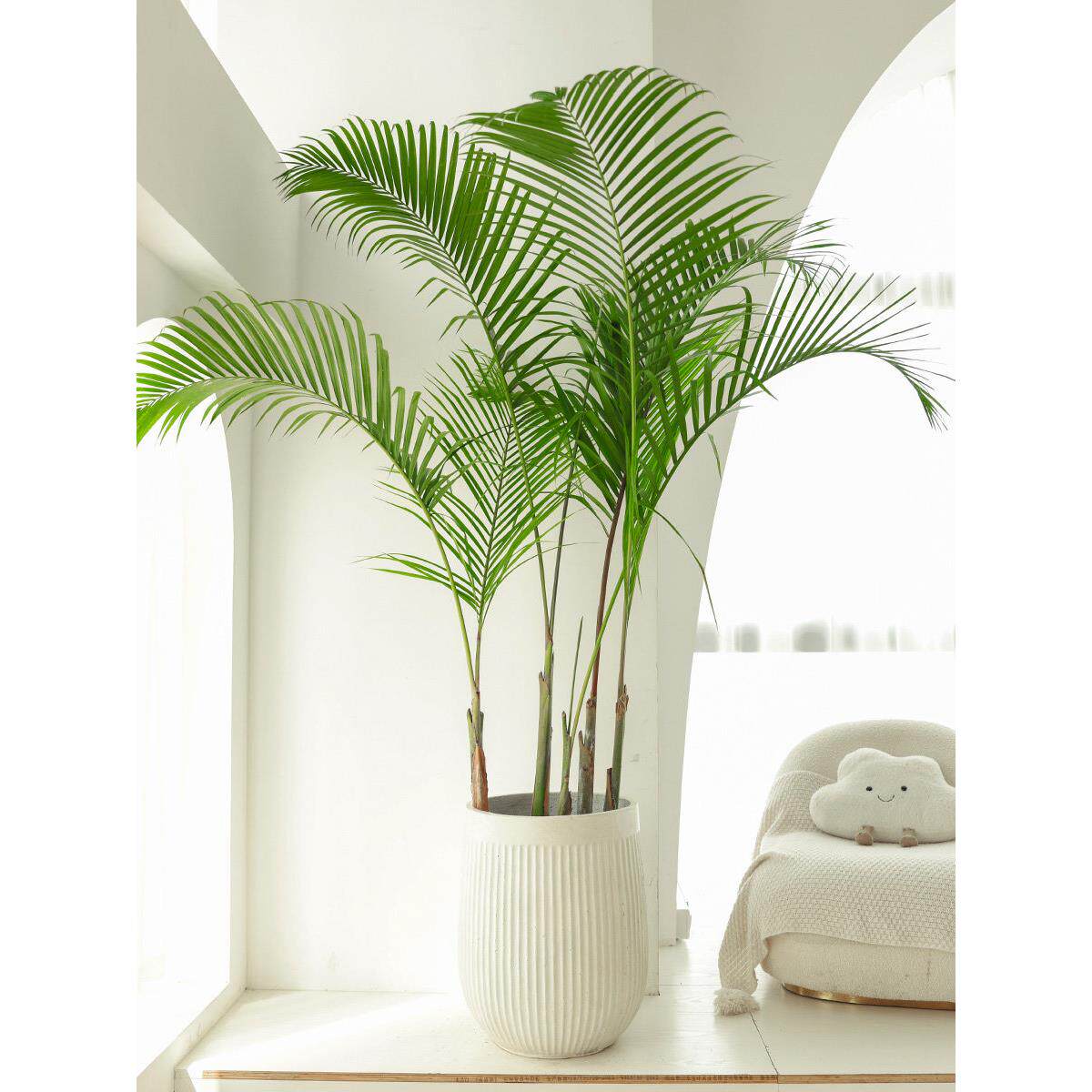 老桩散尾葵绿植盆栽客厅大型落地室内室外热带植物椰子树高凤尾竹