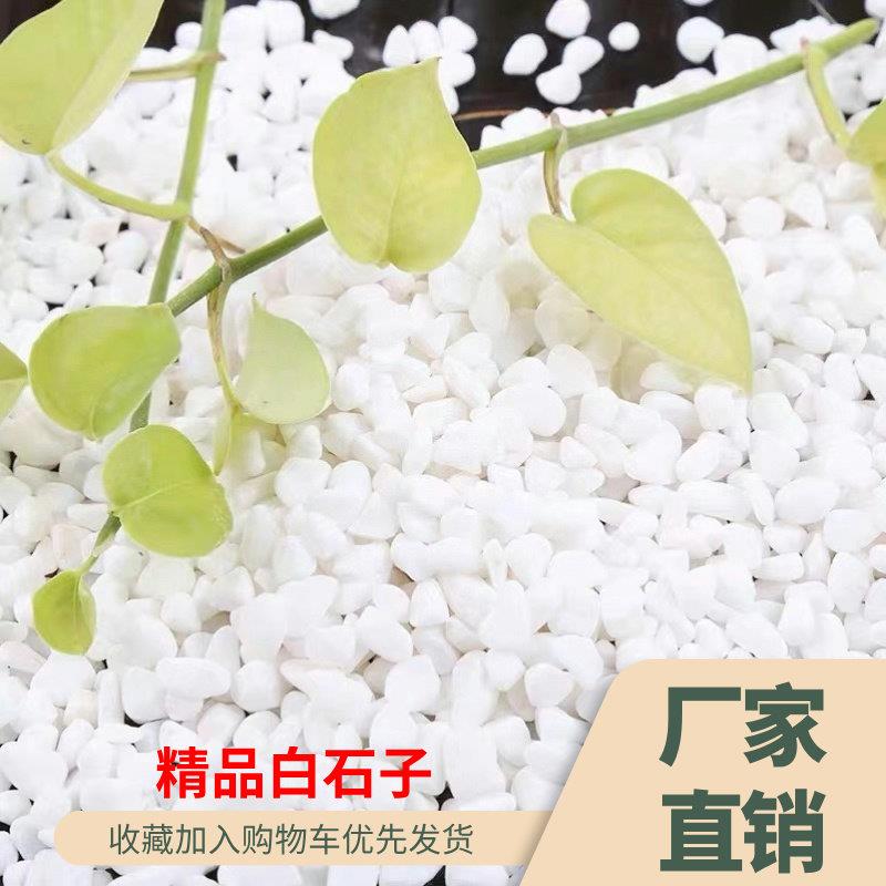 广东发货白色鹅卵石铺地天然庭院阳台造景石头景观花园砾石碎石子