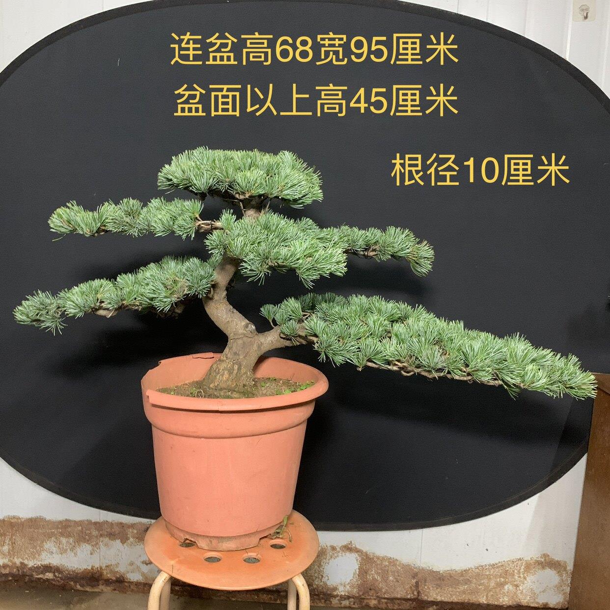 一图一拍造型老盆五针松盆景阳台庭院假山客厅老桩迎客松四季常青