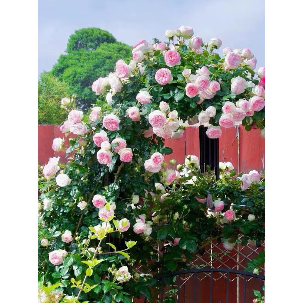 爬藤蔷薇粉龙沙宝石月季花苗四季藤本浓香特大花庭院拱门花墙耐寒