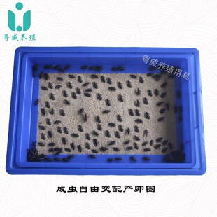 黄粉虫产卵筛网养殖盒大麦虫繁殖设备箱面包虫不锈钢虫卵分离套装