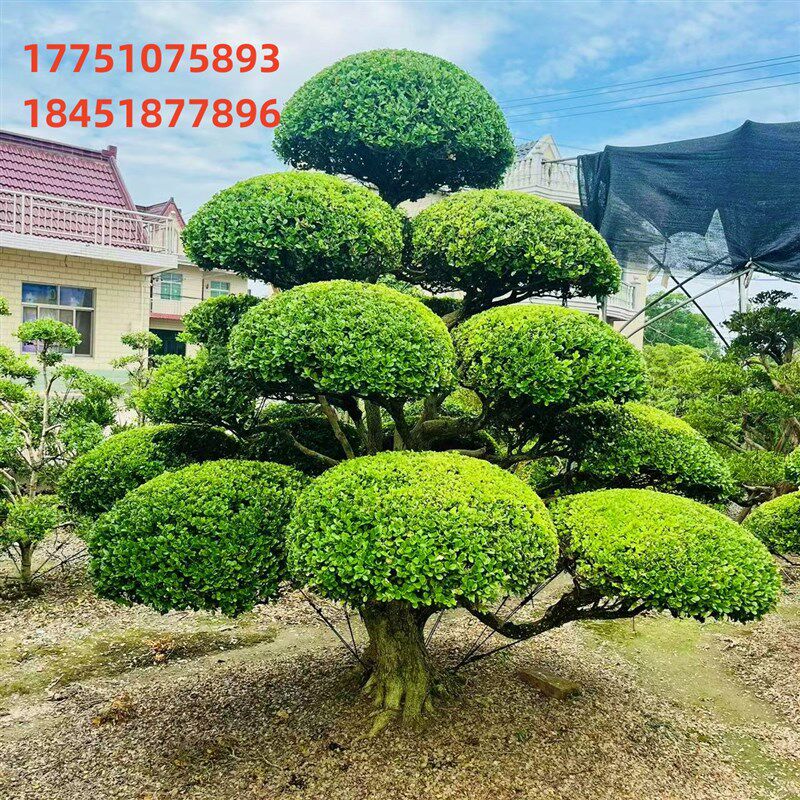 小叶造型黄杨树庭院别墅造型黄杨树绿化黄杨盆景树黄杨造型树盆景