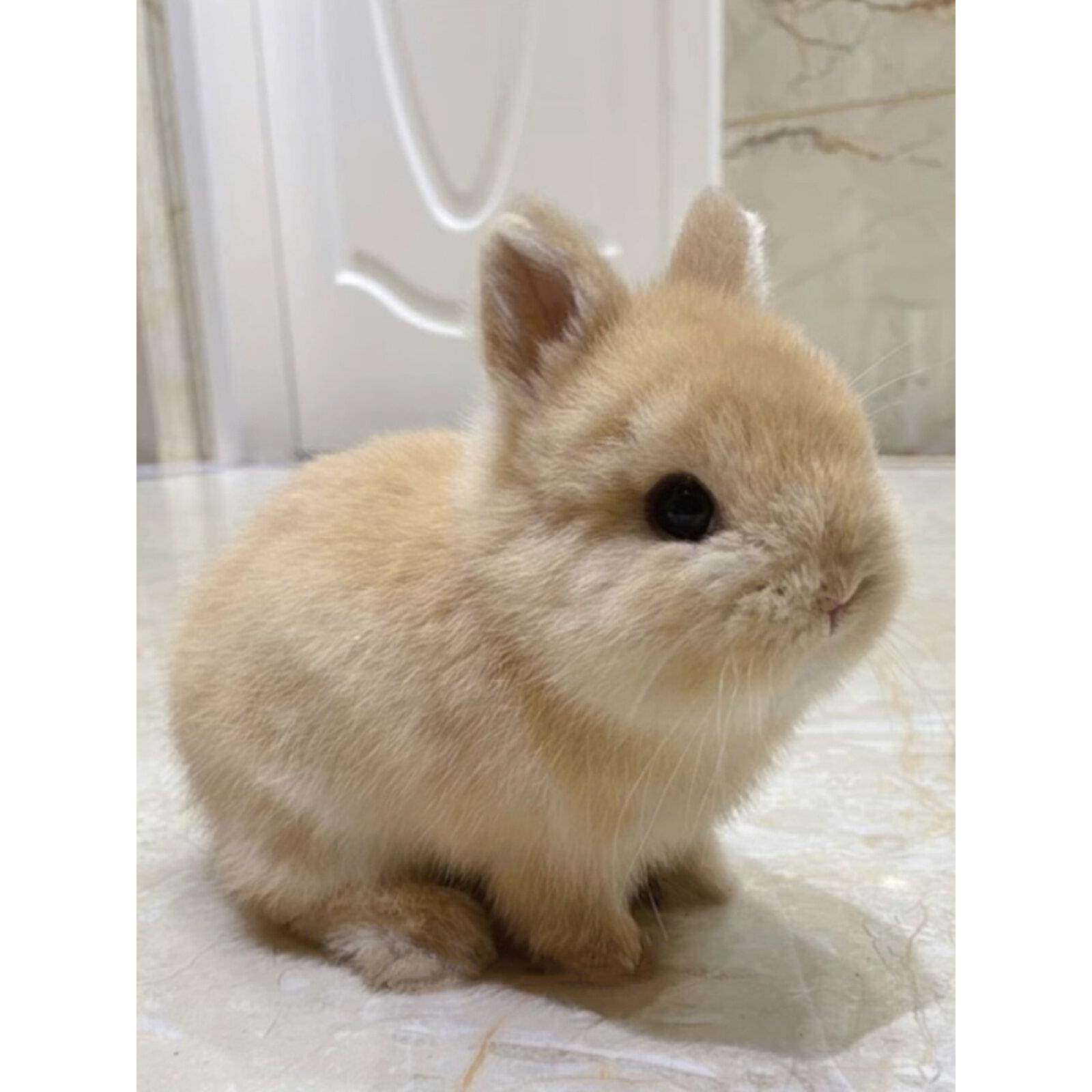 侏儒兔子活物小型长不大儿童宿舍宠物兔凤眼迷你兔荷兰垂耳兔活体