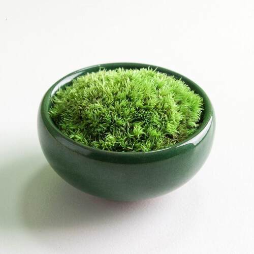 喷水就活青苔办公桌面小盆栽苔藓微景观生态瓶迷你植物微盆景绿植