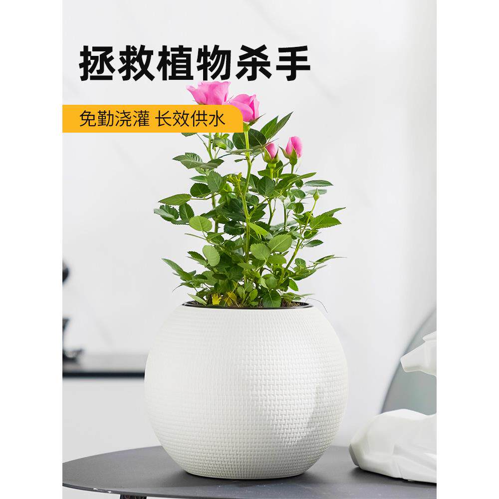 休闲球形自动吸水小花盆懒惰塑料盆景花盆室内桌面多肉盆栽盆栽防