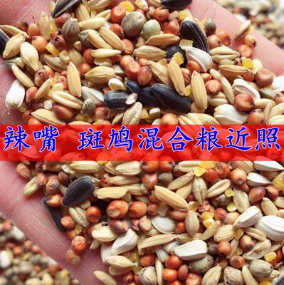 斑鸠粮食辣嘴子粮食鸟食鸟粮斑鸠食物鸽粮山鸡饲料辣嘴食五斤包邮