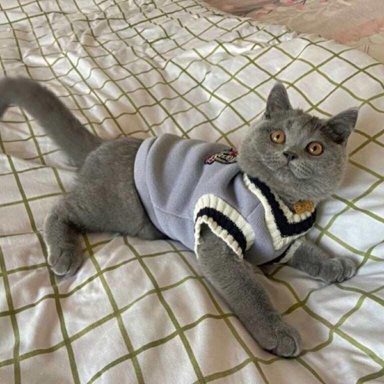 2024新款猫咪马甲宠物狗狗衣服春秋无袖背心韩版蓝猫加菲美短布偶