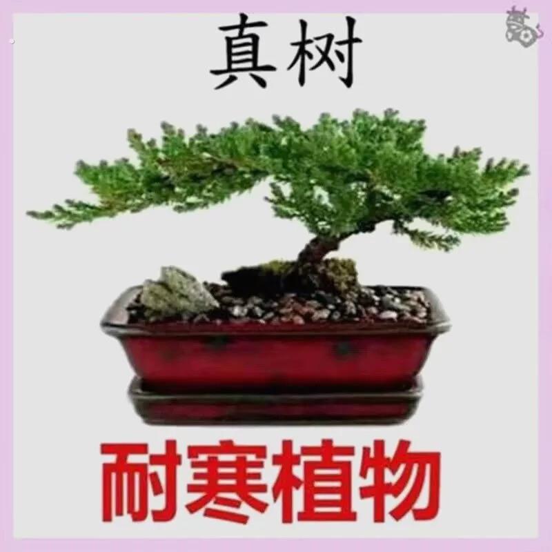盆景真树盆景真树四季青植物松柏盆景地柏盆景室内外