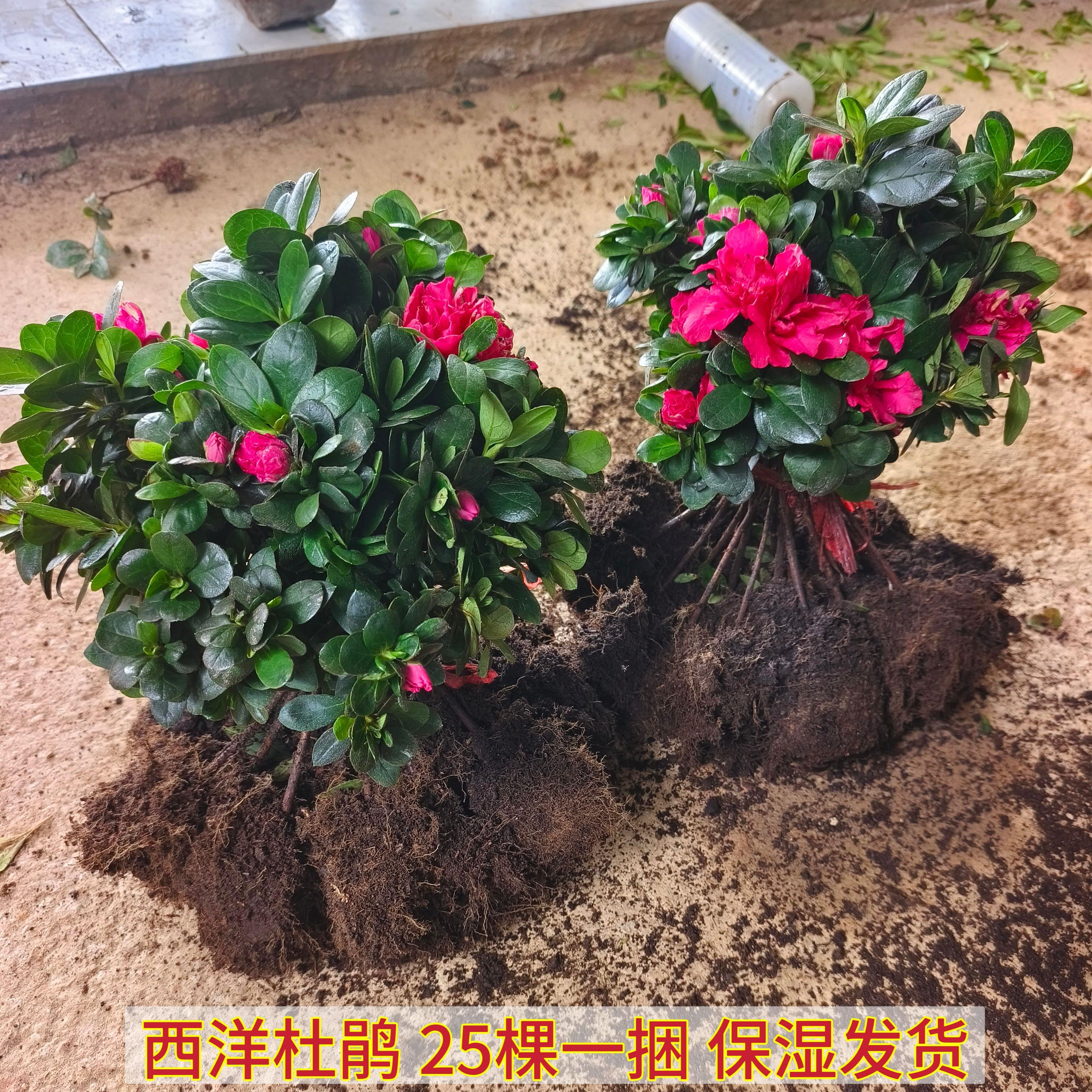 西洋杜鹃花带花苞杜鹃比利时杜鹃别墅庭院绿化盆栽植