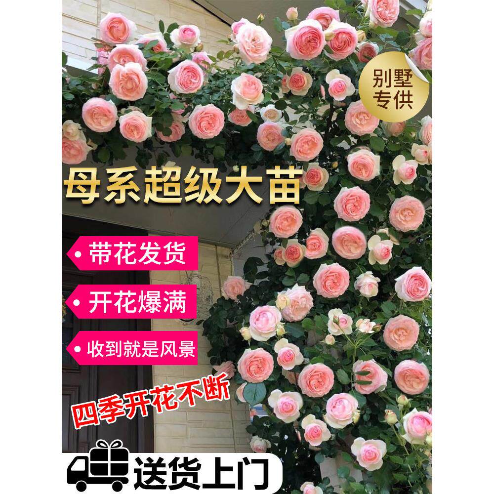 藤本欧月季蔷薇花苗爬藤四季开花卉母系大苗庭院爬墙植物浓香盆栽