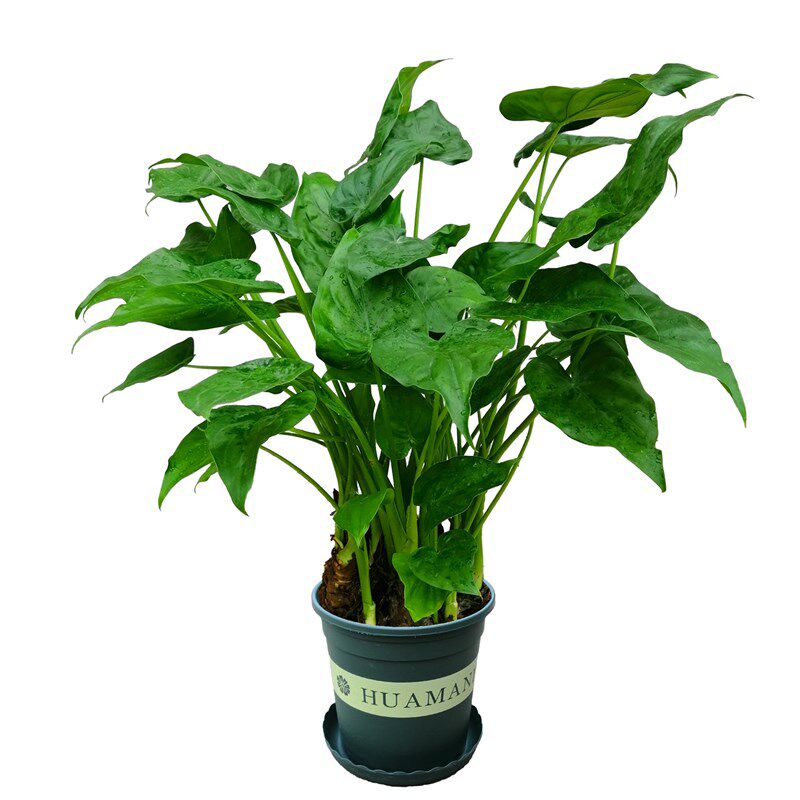 千手观音滴水观音水培无土栽植室内观叶植物易成活