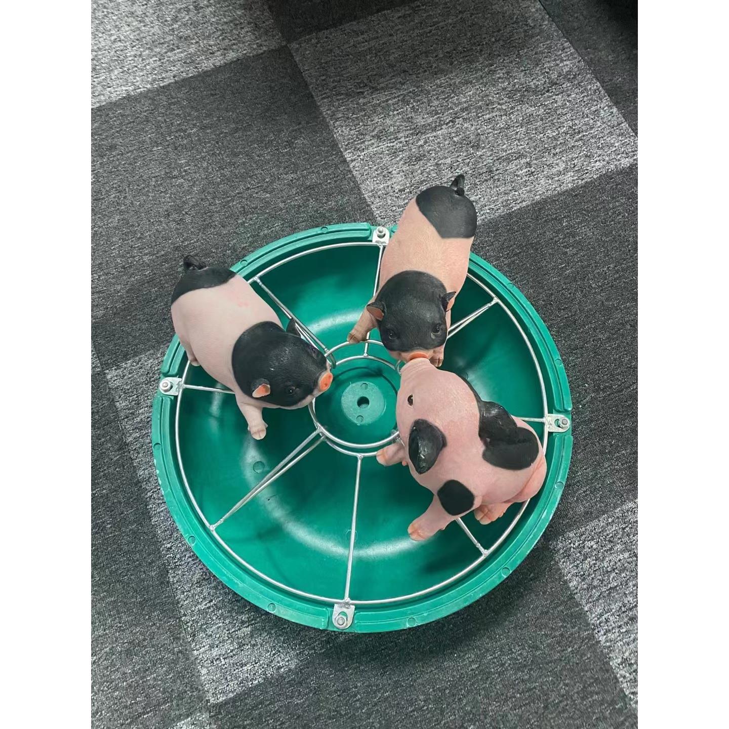小育猪料槽复合加料厚保育猪槽喂料盆肥仔猪补料养猪用食圆槽喂猪