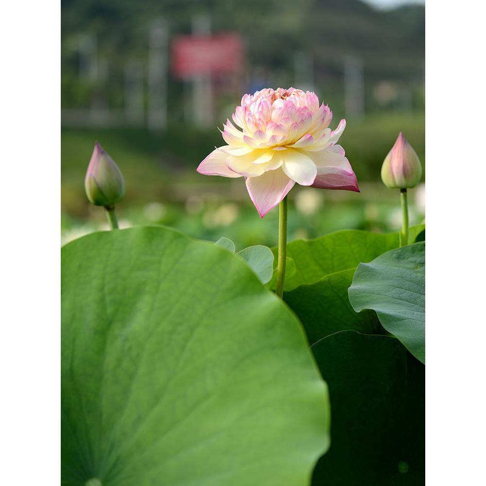 【红唇】碗莲乌托邦-大型/可中庭院池栽盆栽水生花卉观赏荷花种藕