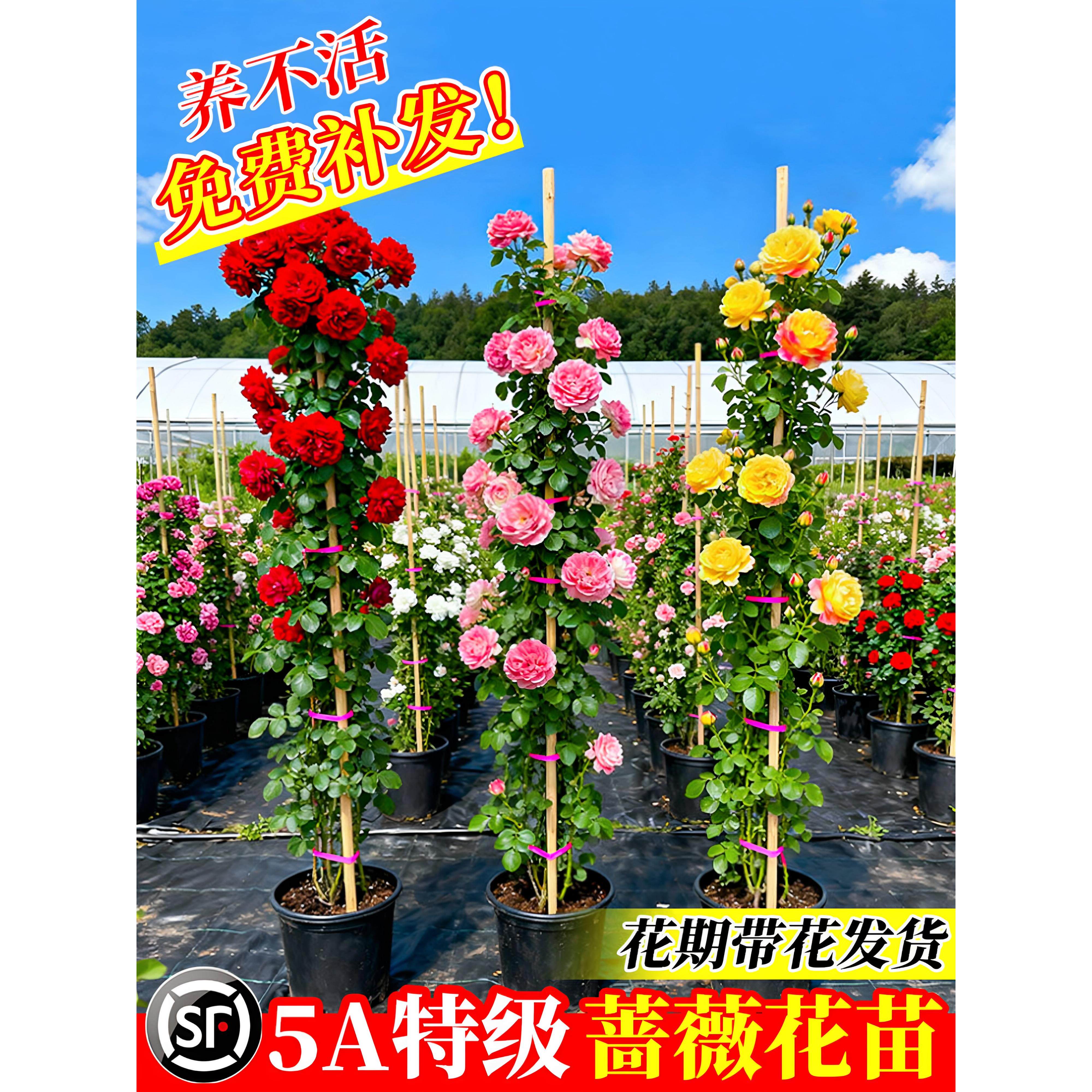 2米蔷薇花苗爬藤四季开花月季特大苗室外耐寒爬墙月季玫瑰花盆栽