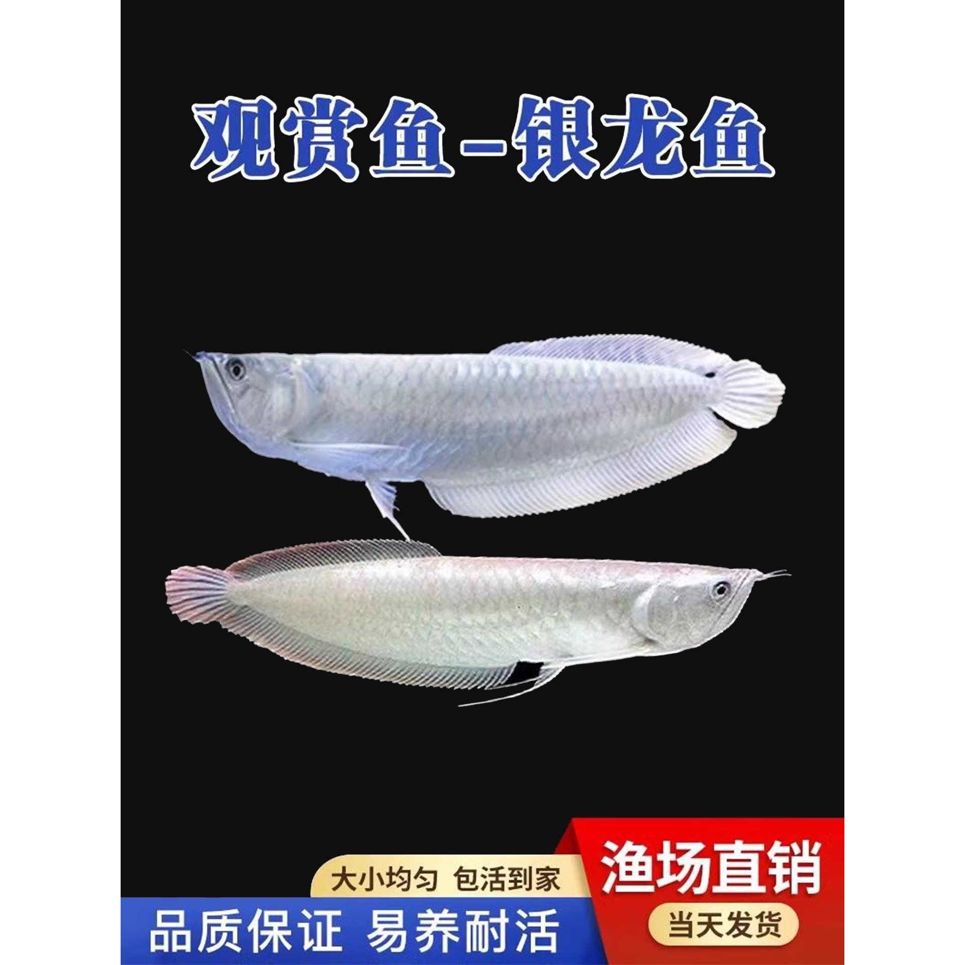 银龙鱼活鱼热带观赏鱼淡水鱼中大型招财鱼活体龙鱼苗